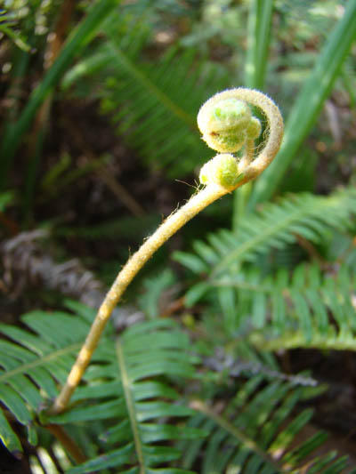 铁芒其.JPG