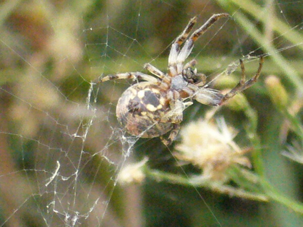 large_hwjs_6829f132093.jpg