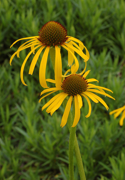 418px-Yellow_Coneflower_Echinacea_paradoxa_Twisted_Pair_DoF_2000px.jpg