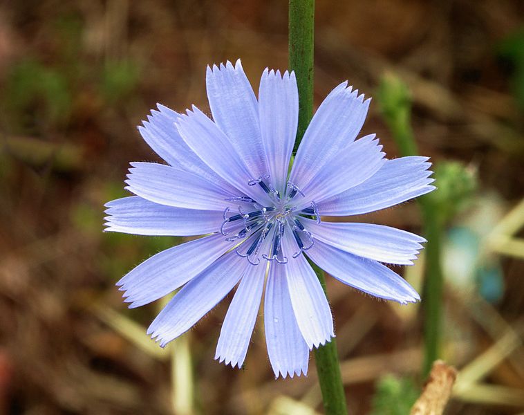 758px-Cichorium_intybus-alvesgaspar1.jpg