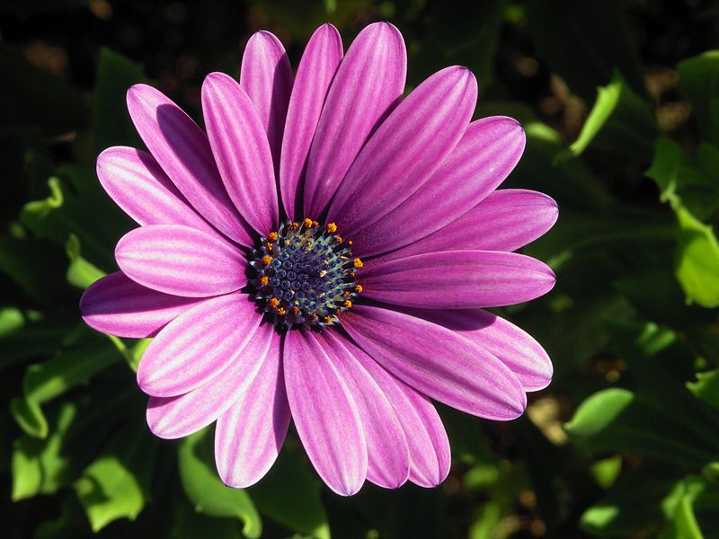 800px-Osteospermum_ecklonis1.jpg