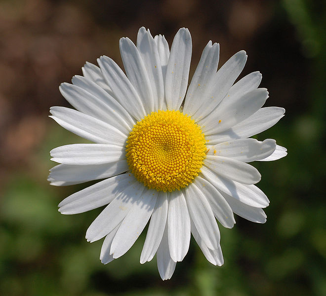 660px-Leucanthemum_vulgare_%27Filigran%27_Flower_2200px.jpg