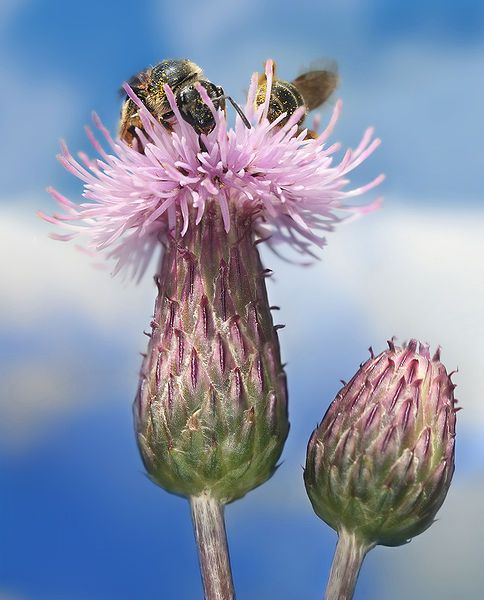 484px-Cirsium_arvense_with_Bees_Richard_Bartz.jpg