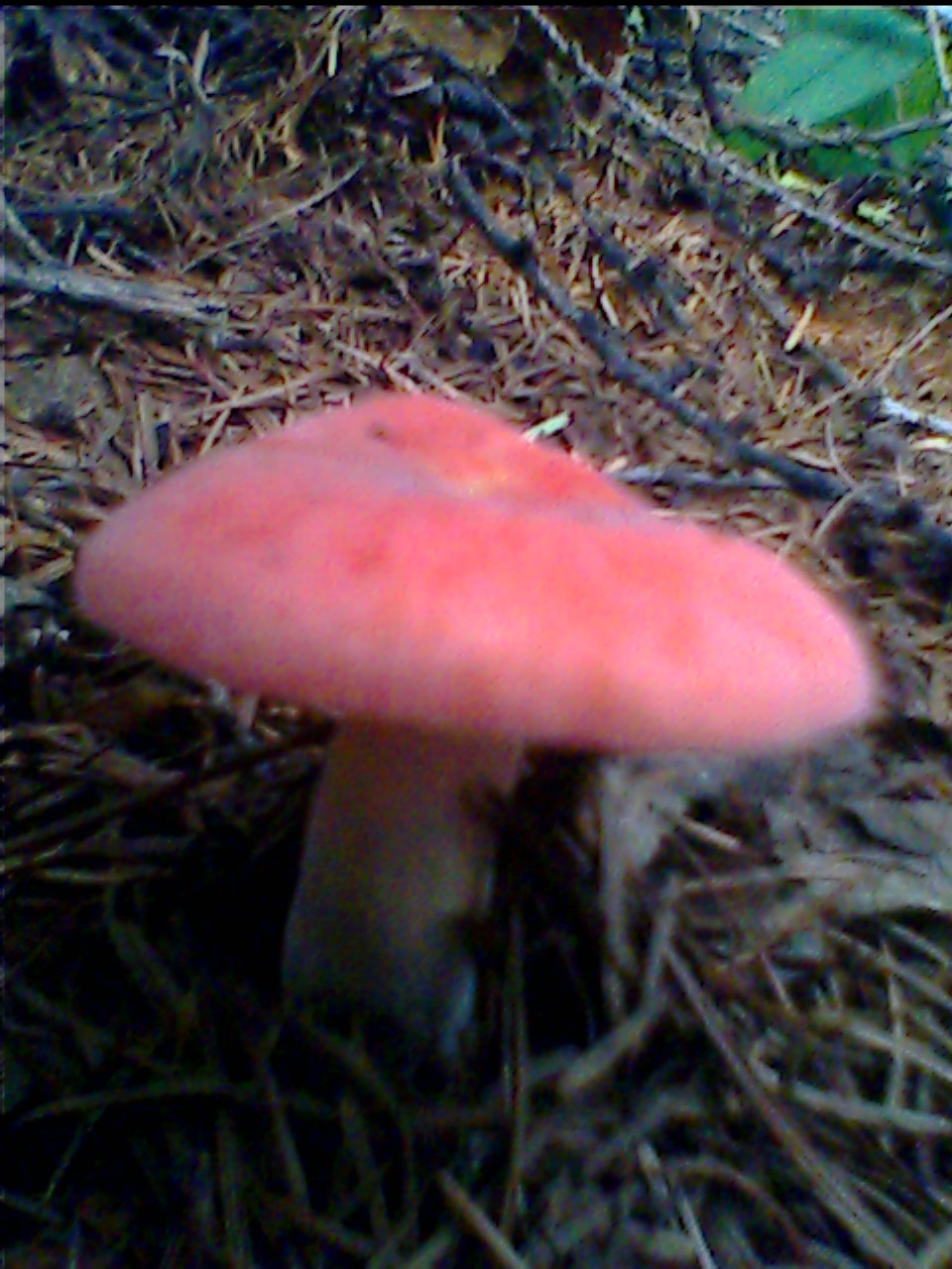IMG0204A.jpg