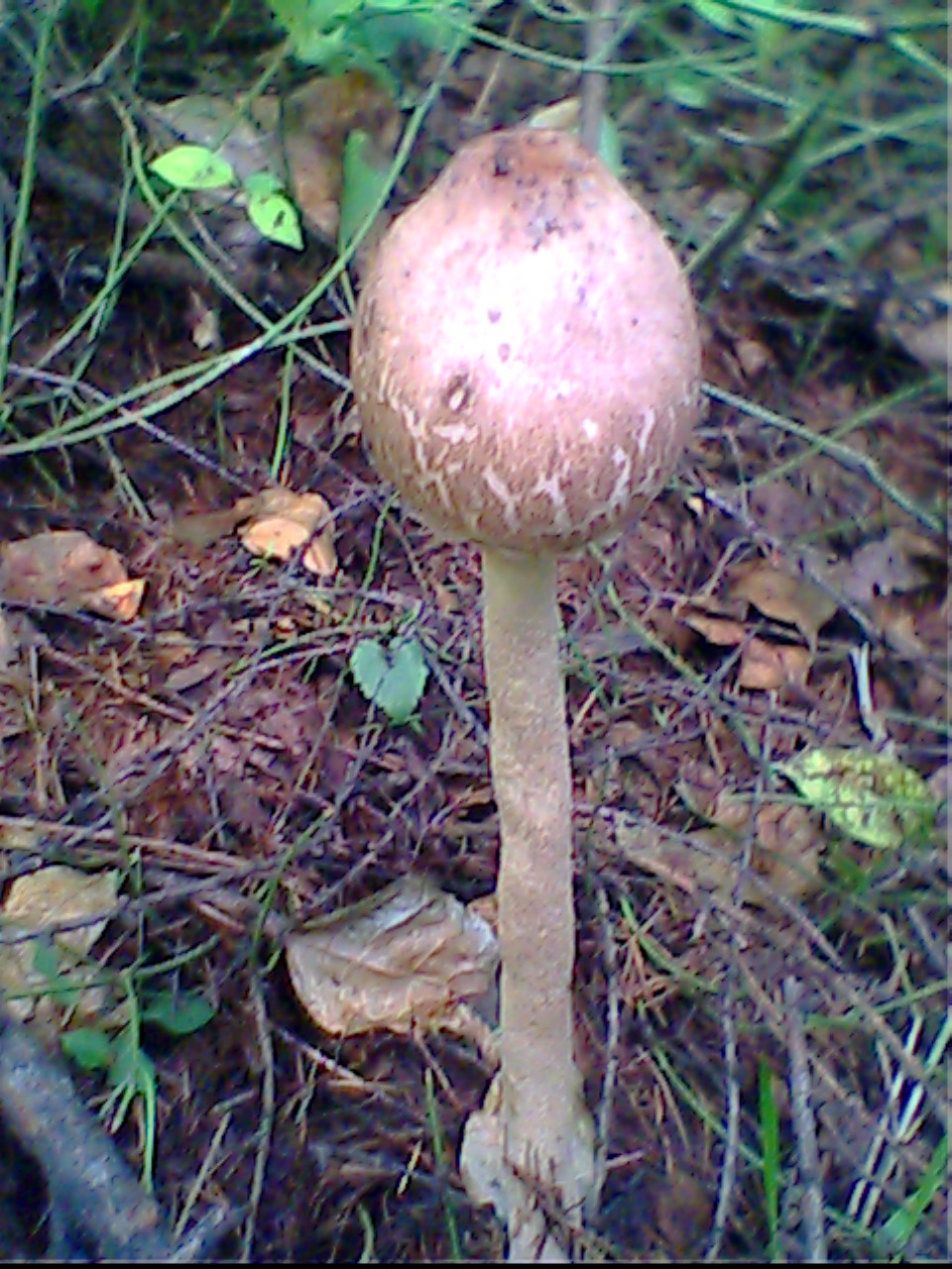 IMG0199A.jpg