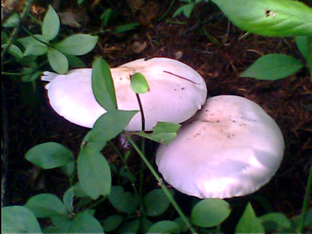 IMG0196A.jpg