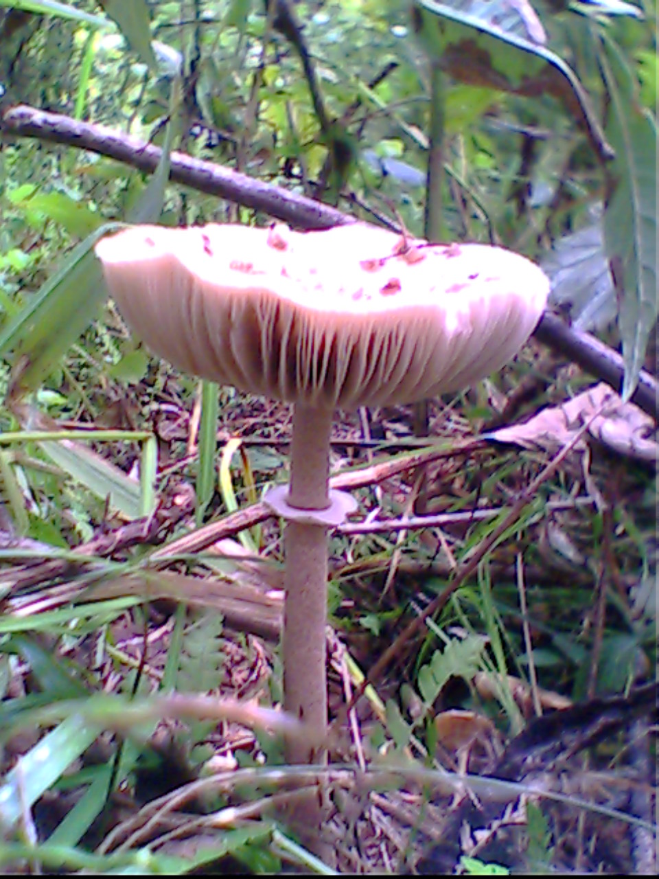 IMG0206A.jpg