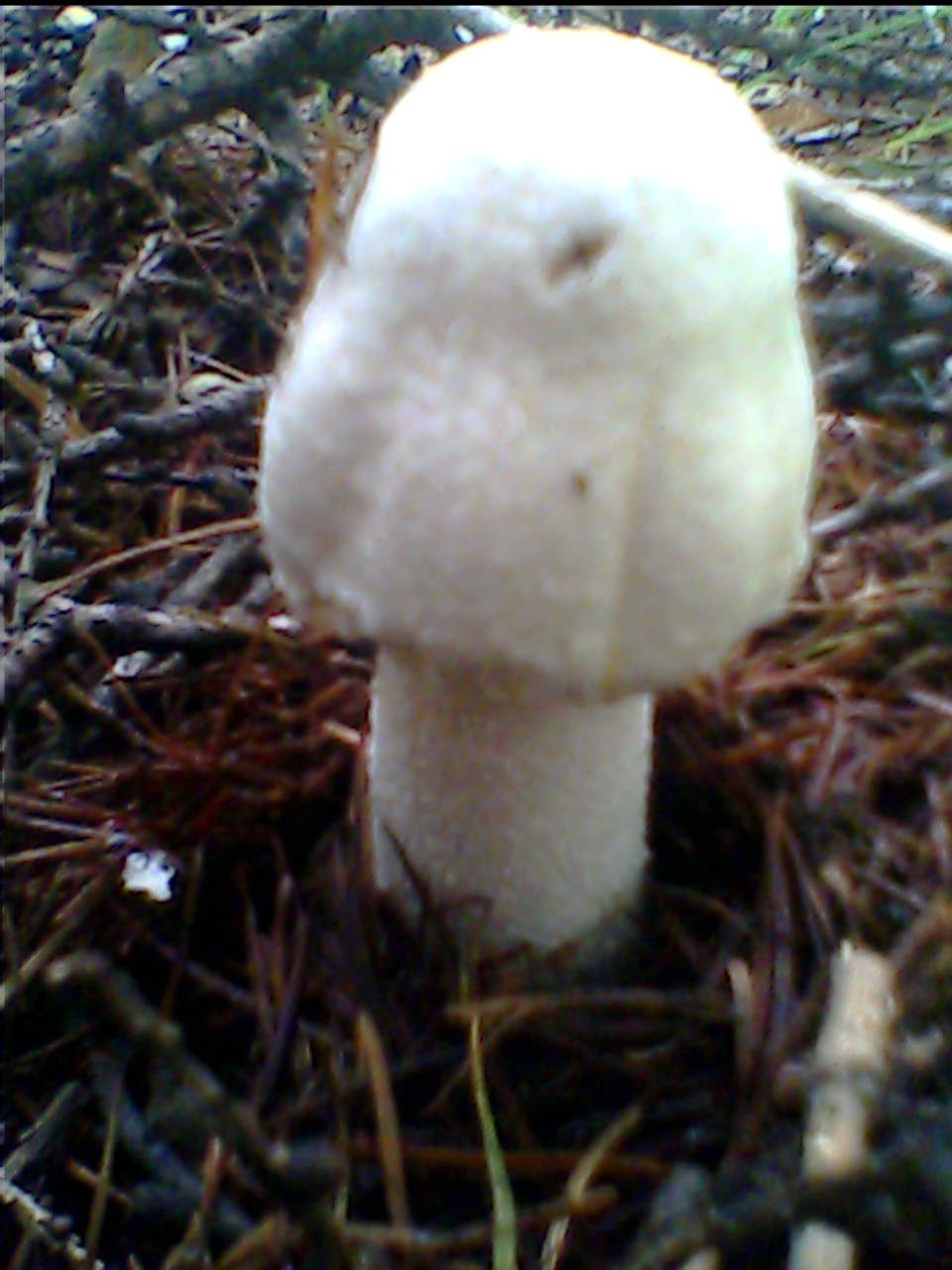 IMG0201A.jpg