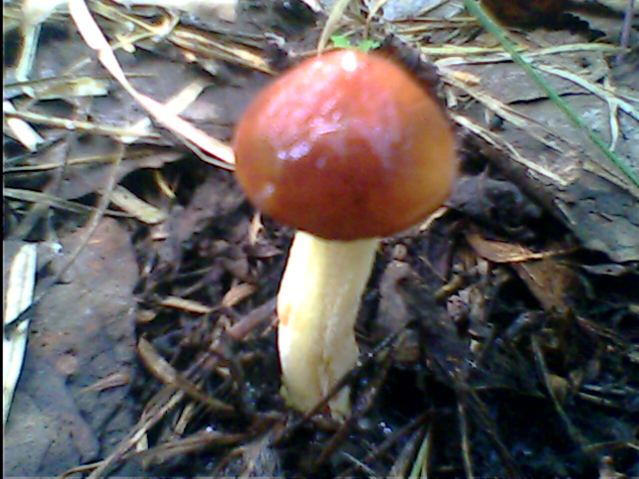 IMG0183A.jpg