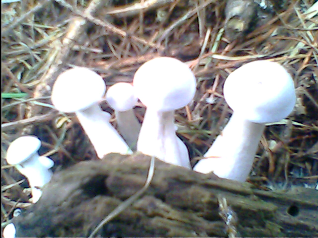IMG0179A.jpg