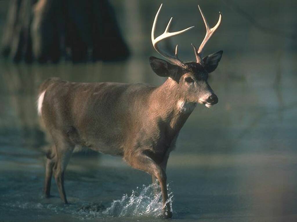 0623deer15[1].jpg