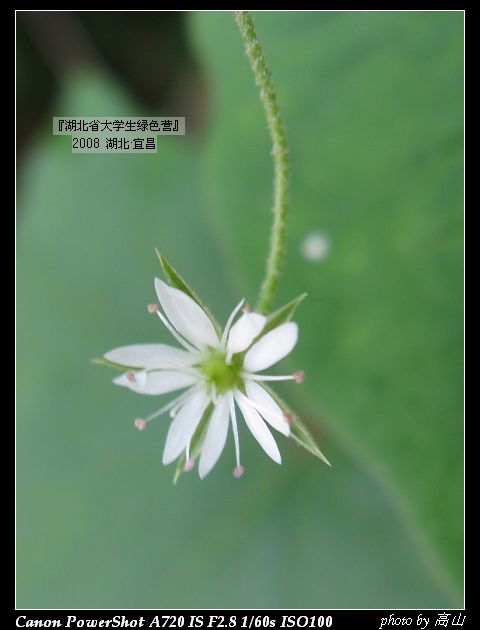 白色花典雅.jpg