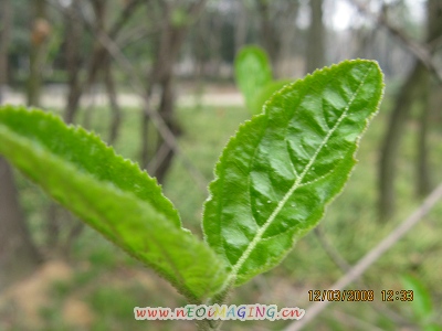 IMG_4628.JPG