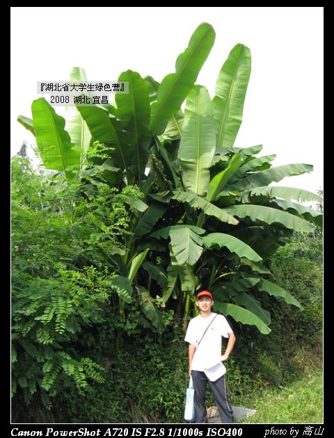 芭蕉巨大.jpg