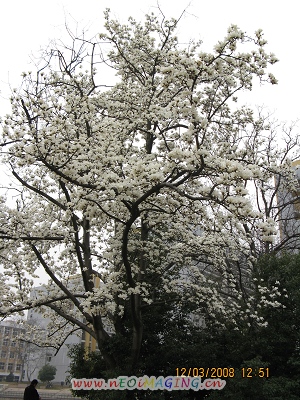 白玉兰 (9).JPG