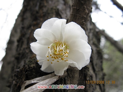 白花 (3).JPG
