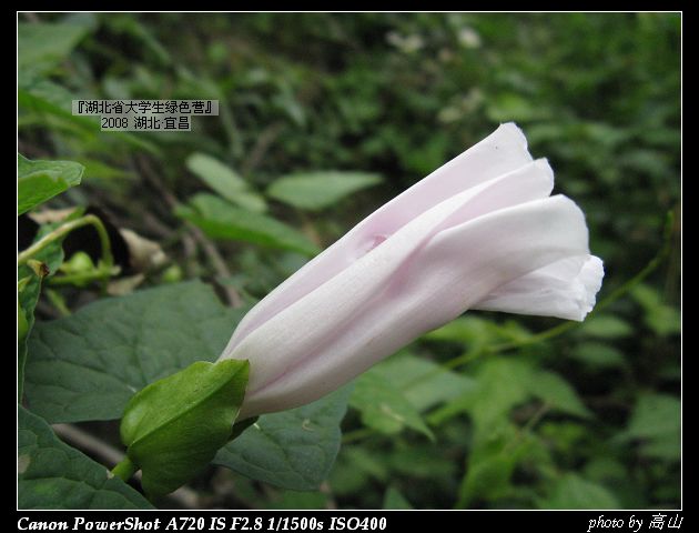 百合花未开.jpg