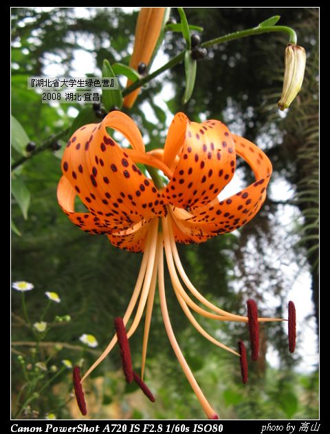 百合花.jpg