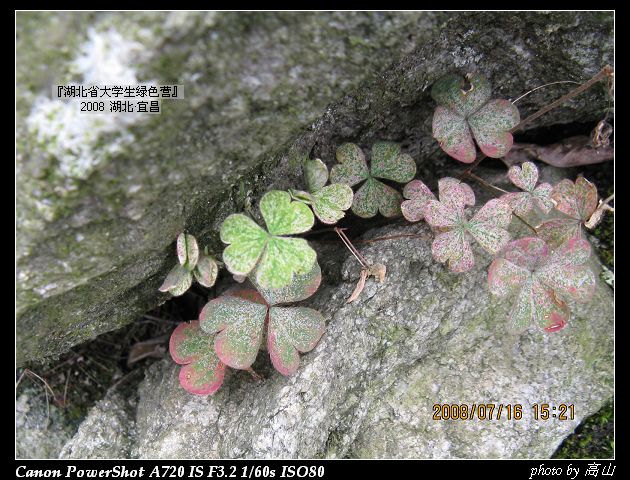 酢浆草.jpg