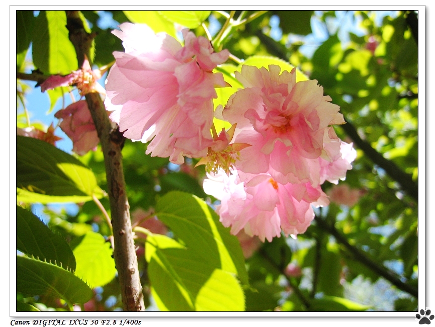 樱花.jpg
