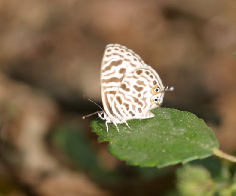 IMG_7037_调整大小.jpg