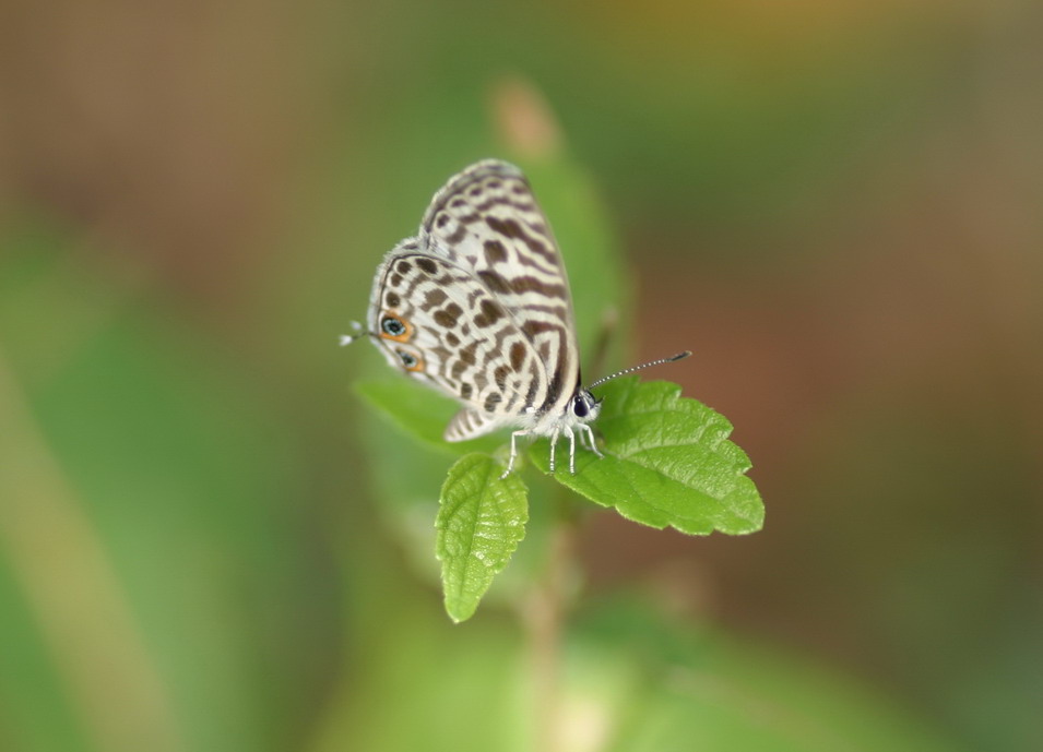 IMG_7032_调整大小.jpg