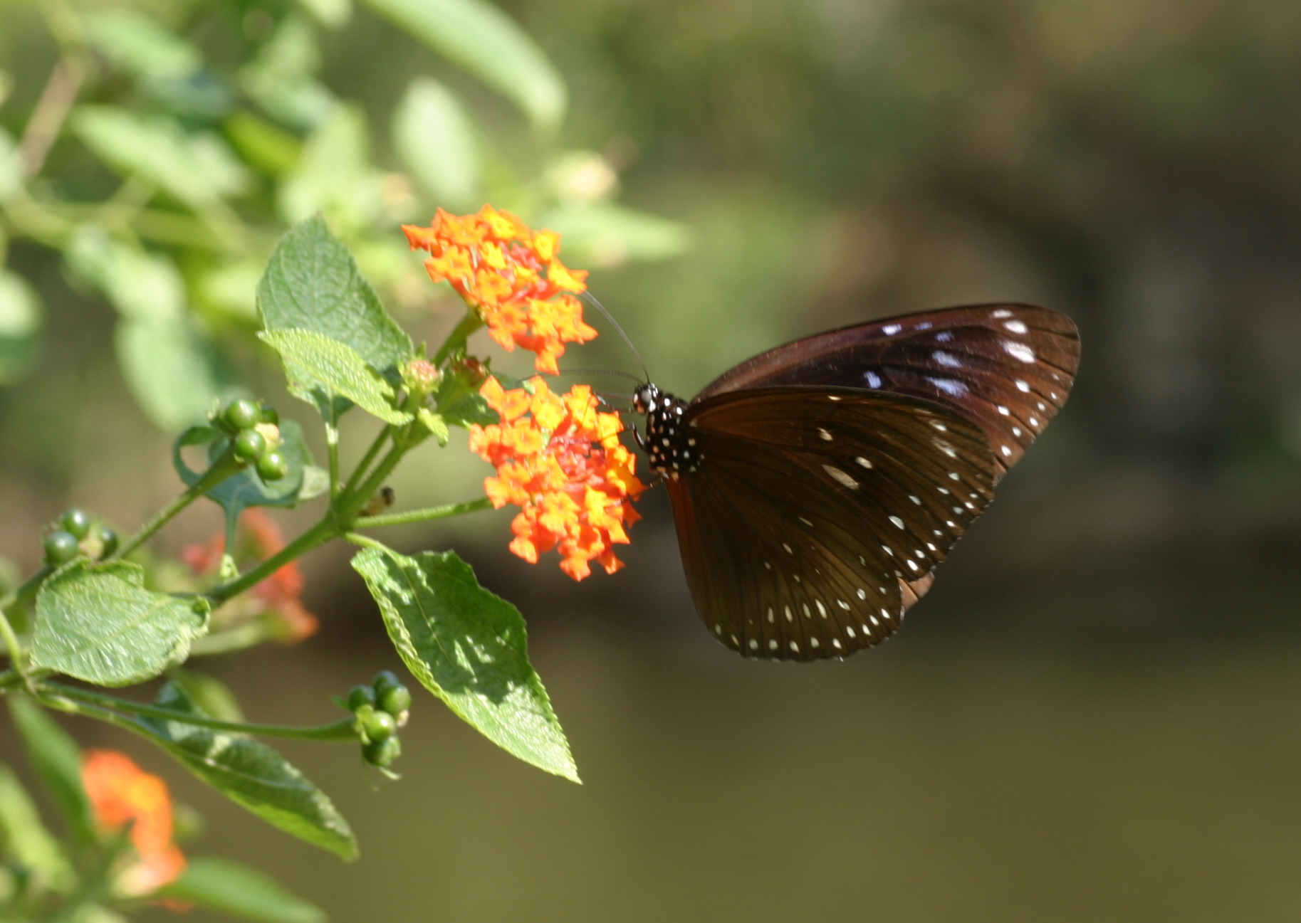 IMG_7562.jpg