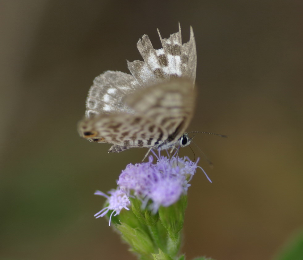 IMG_7066_调整大小.jpg