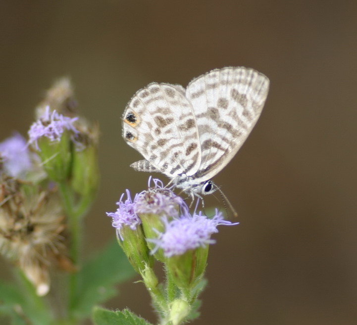 IMG_7054_调整大小.jpg