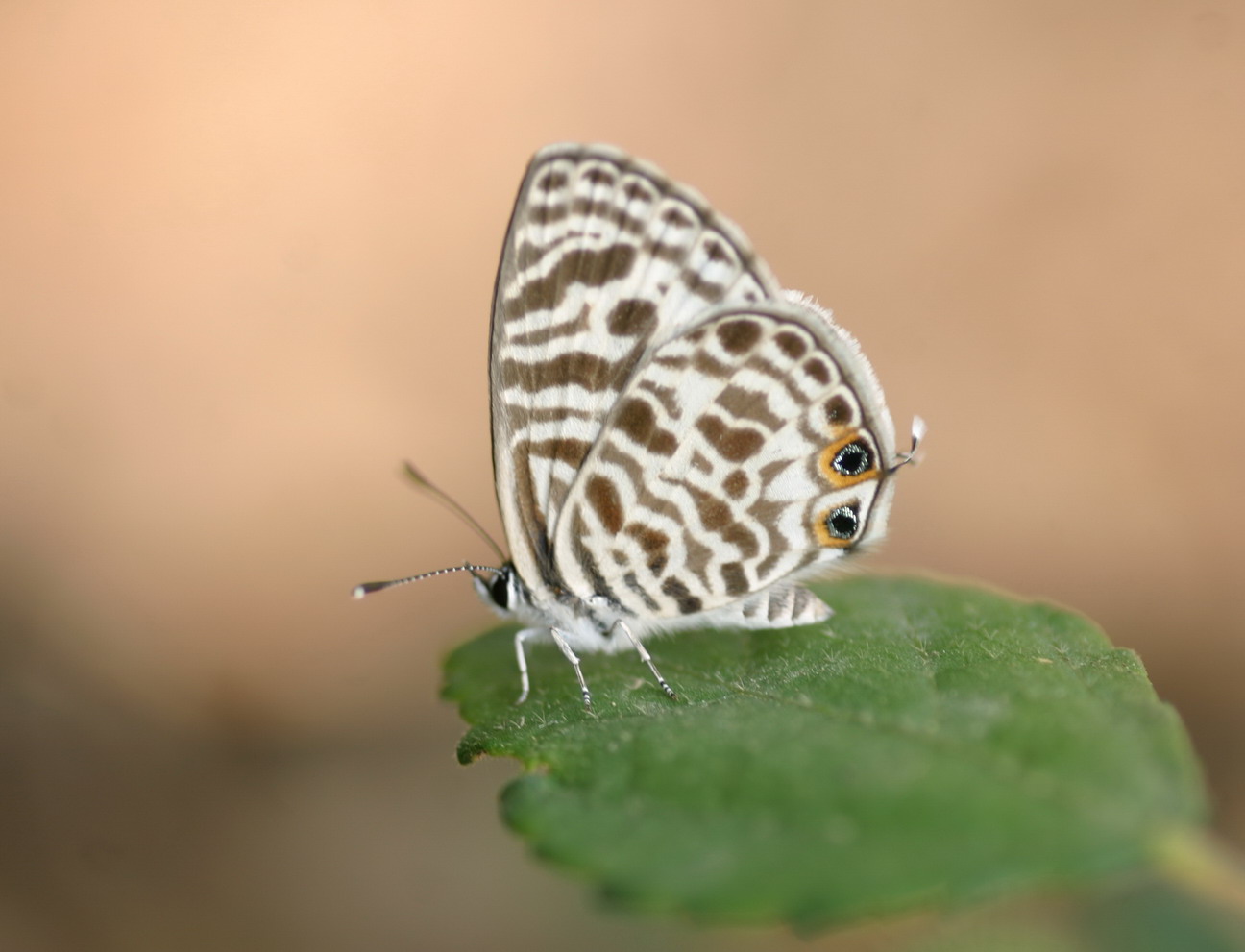 IMG_7040_调整大小.jpg