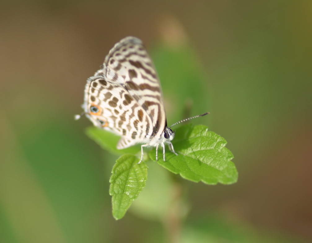 IMG_7036_调整大小.jpg
