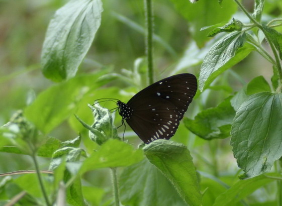 IMG_6990.jpg