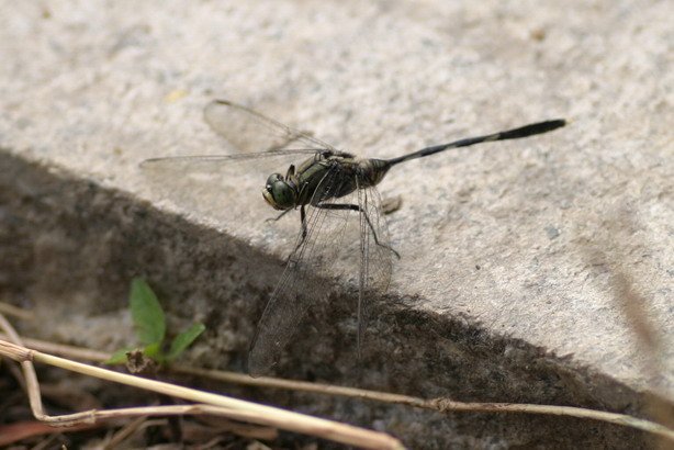 IMG_6923_调整大小.jpg