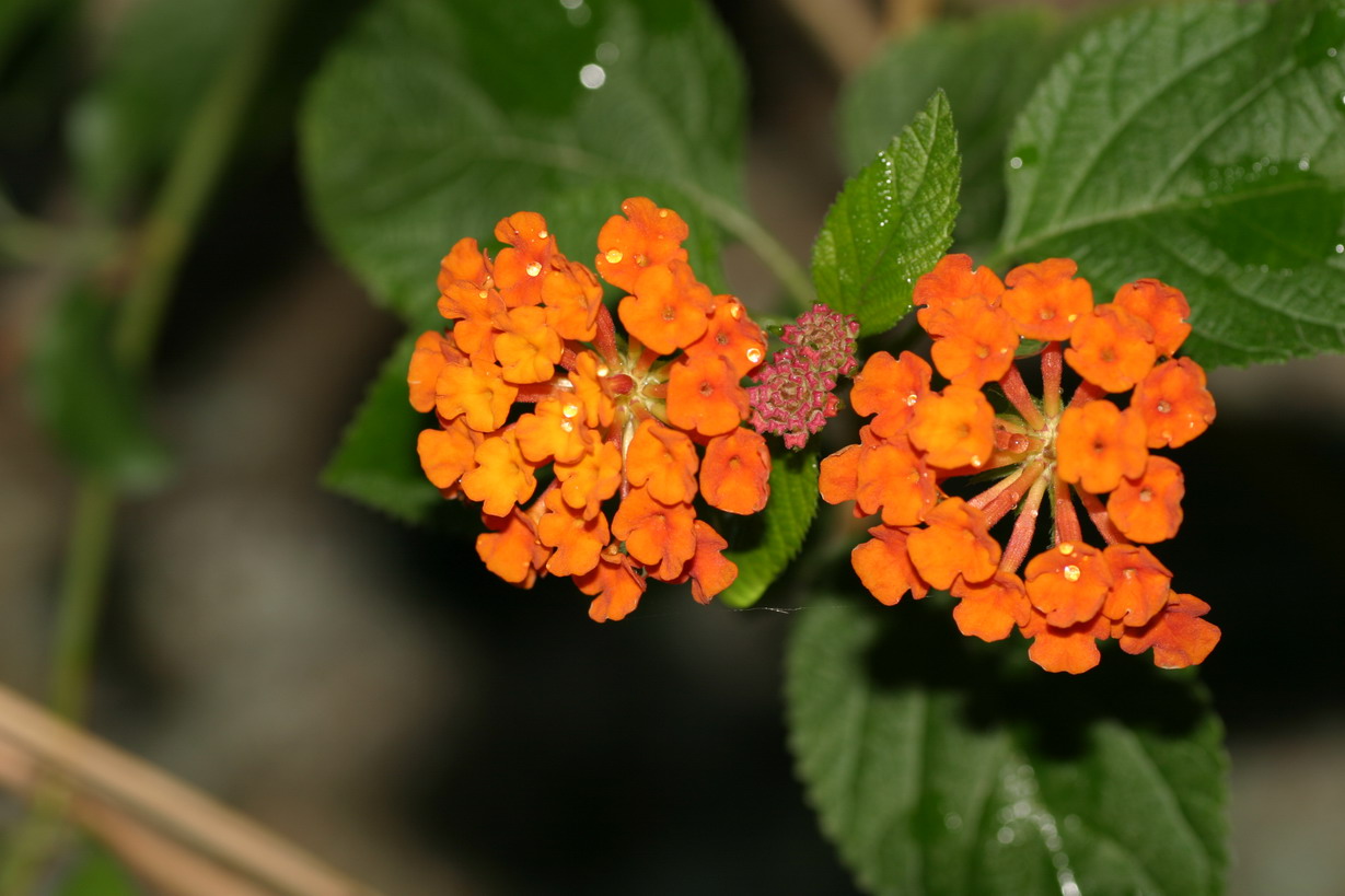 IMG_7472_调整大小.JPG