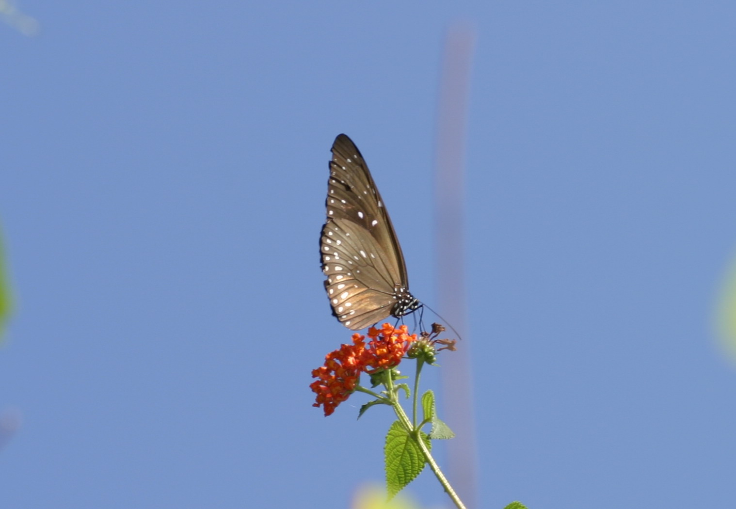 IMG_7577.jpg