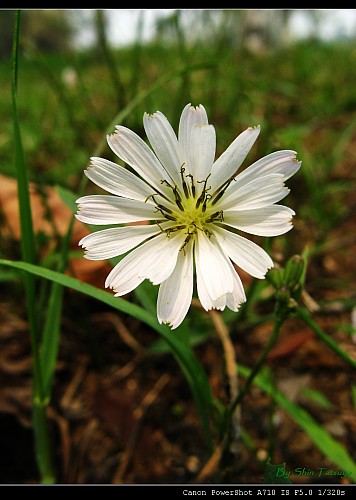 8009775_h.jpg
