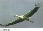 白鹳4.jpg