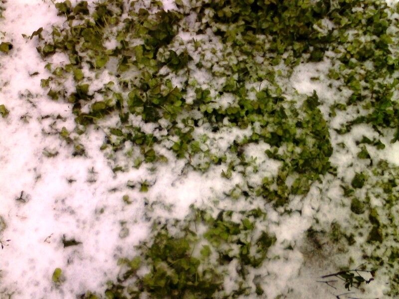 IMG0065A.jpg