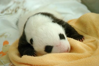 baby_panda_016.jpg