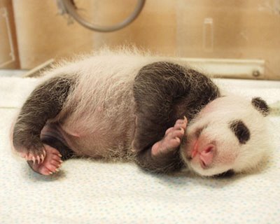 baby_panda_013.jpg