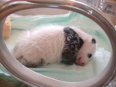 baby_panda_009.jpg