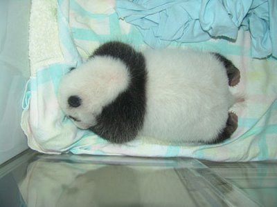 baby_panda_017.jpg