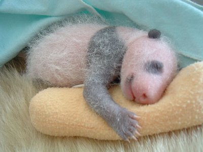 baby_panda_008.jpg