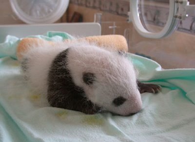 baby_panda_010.jpg