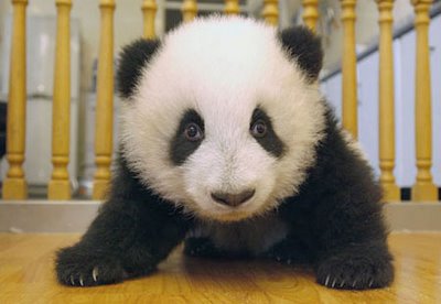 baby_panda_018.jpg