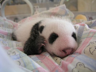 baby_panda_012.jpg