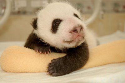 baby_panda_015.jpg