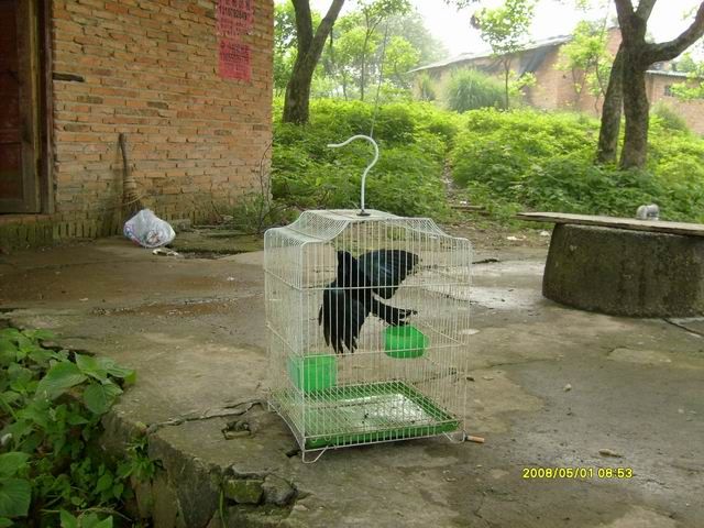 笼子里的发冠.JPG