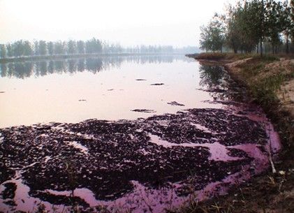 “三北防护林”内大片污水成湖，黑酱油一样的污水翻腾，漂浮着红黑色泡沫，散发出阵阵恶.jpg