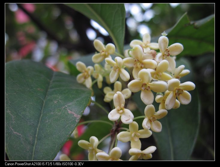 桂花